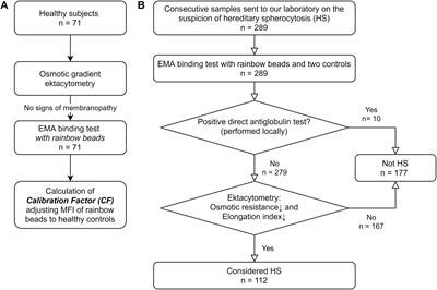 Improving the EMA Binding Test by Using Commercially Available Fluorescent Beads